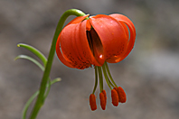 Lilium pomponium